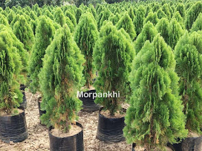 Growing Thuja (Morpankhi) Plant: Tips for a Beautiful Evergreen Garden!